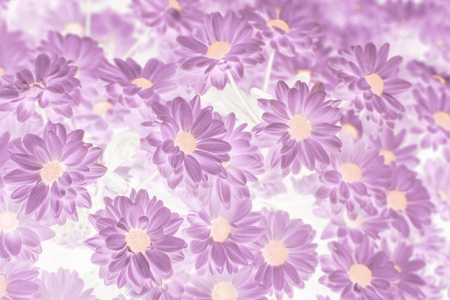 Abstract Beautiful pink chrysanthemum flower design background.の写真素材