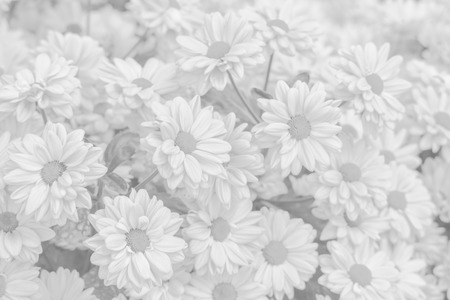 Abstract Beautiful white tone chrysanthemum flower design background.の写真素材