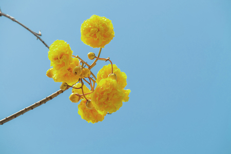 Cochlospermum regium flower on tree, Yellow silk cotton flower with blue sky.の写真素材