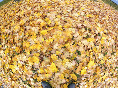 Autumn dry yellow leaves on ground in park.の写真素材
