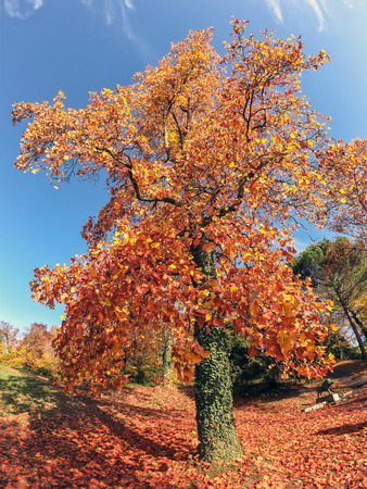 Beautiful colorful autumn leaves on big tree.の写真素材