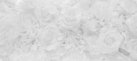 Abstract Beautiful white tone rose flower design background.の写真素材