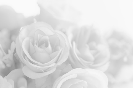 Abstract Beautiful white tone rose flower design background.の写真素材