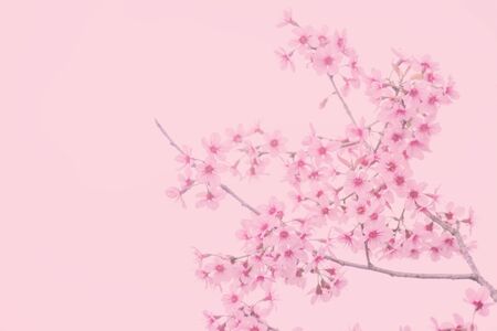 Pink sakura flower, Cherry blossom, Himalayan cherry blossom in pink background.の写真素材