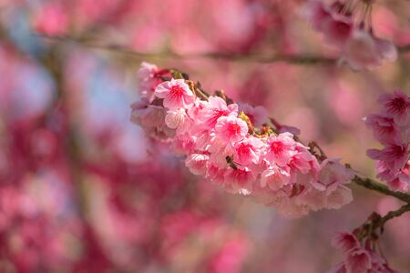 Pink sakura flower in Thailand, Cherry blossom close up nature outdoor background.の写真素材