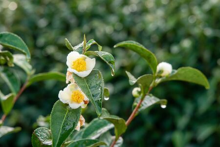 Tea leaf and white flower in tea plantation. Flower of tea on trunk. Beautiful and fresh white tea flower in Thailand.の写真素材