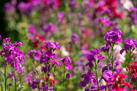 Beautiful small purple and pink flowers in a garden, beautiful nature outdoor park background.の写真素材