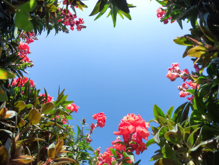 Beautifully pink blooming flowers field under sunshine in garden.の写真素材