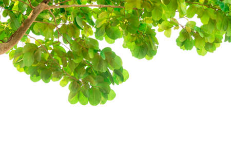Fresh light green leaves on white background for spring summer natural concept design.の写真素材