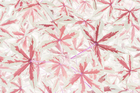 Art of the beautiful pink leaf close up use for abstract image for background.