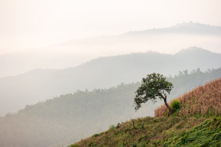 Top view of beautiful mountain range landscape with sunshine during sunrise time in Thailand.の写真素材
