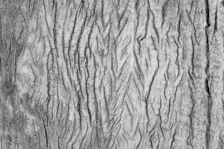 Grey old brown wooden texture, abstract background.の写真素材