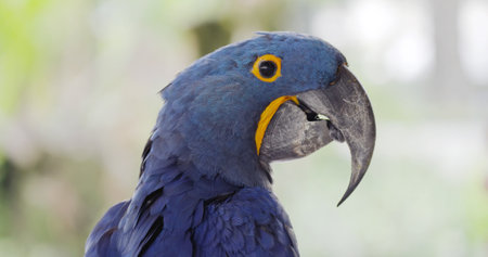 Close up of a Hyacinth macaw. Beautiful blue parrot, The Hyacinth Blue Macaw (Anodorhynchus...