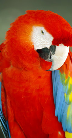 Close up of Scarlet macaw parrot looking at camera. Macro vertical view.
