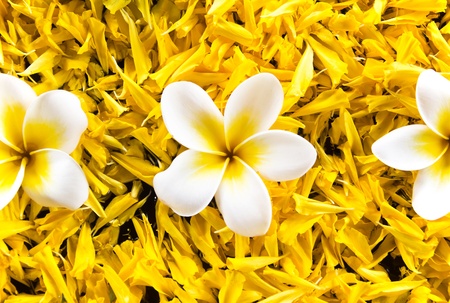 spa flowerの写真素材