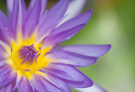 water lillyの写真素材