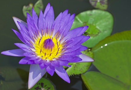 water lillyの写真素材