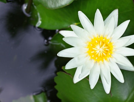 water lillyの写真素材