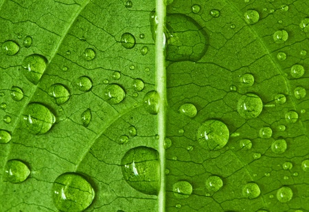 drop on leafの写真素材