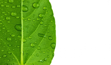 drop on leafの写真素材