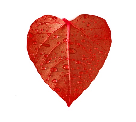 red heart leafの写真素材