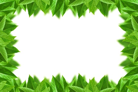 leaf frameの写真素材