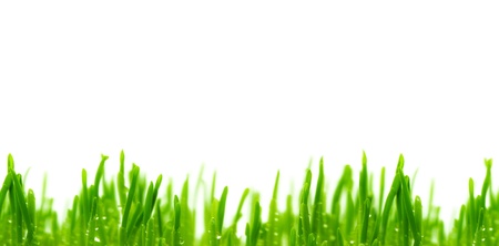 green grassの写真素材