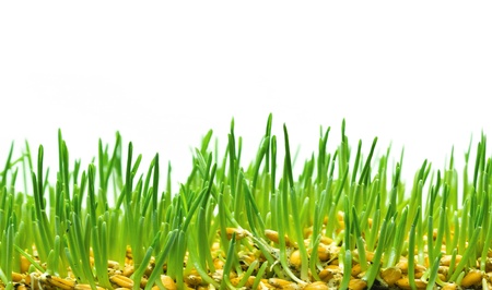 wheat grassの写真素材