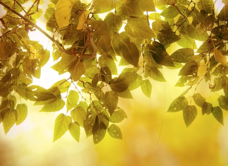 autumn leaf and branch yellow toneの写真素材