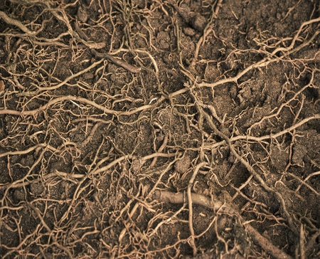 close up roots with fertile soil background