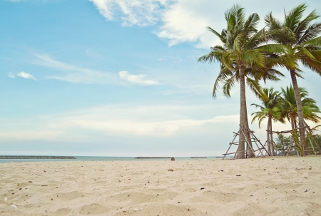 coconut tree on the beachの写真素材