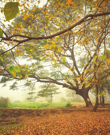 yellow and red foliage in autumn parkの写真素材