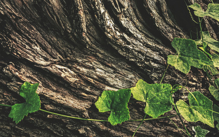 green leaf on bark backgroundの写真素材