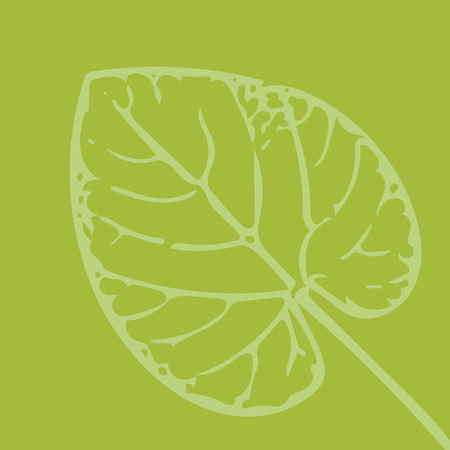 shape of leaf on green backgroundの写真素材