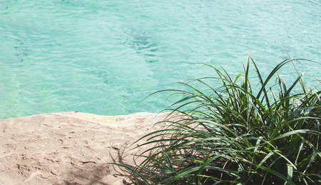 a bush by a pond backgroundの写真素材