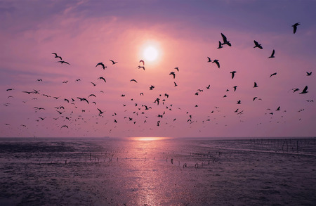 flock of gull with sea and sunlight background