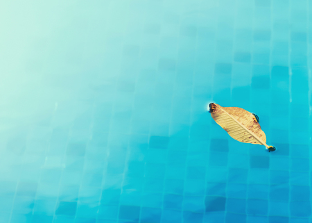 yellow leaf floating in swimming poolの写真素材