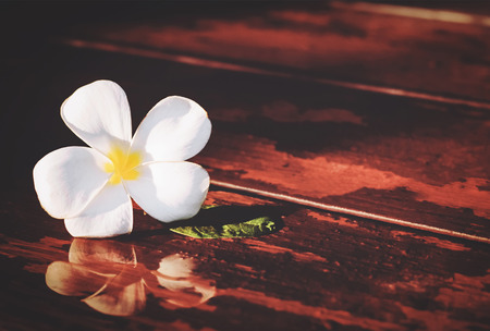 white frangipani flower on wet wood floorの写真素材