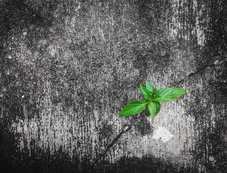 green plant is growing up on cracked concreteの写真素材