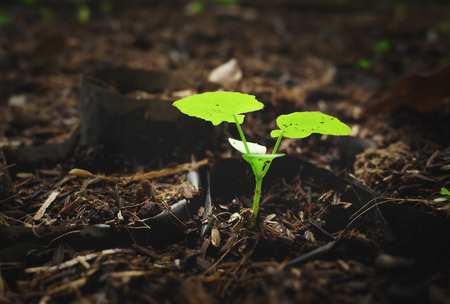 green plant growing up from soilの写真素材