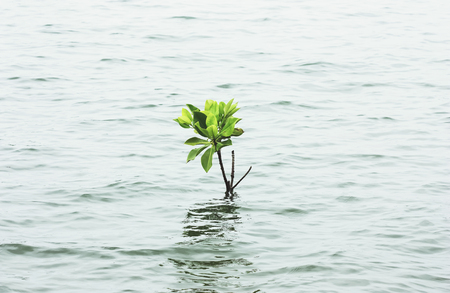 mangrove tree growing on the waterの写真素材