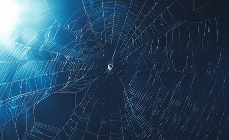 spider web in cool tone backgroundの写真素材