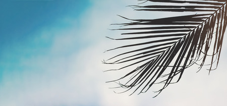 silhouette leaf of palm tree with sky backgroundの写真素材