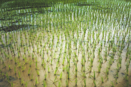 rice seedling and water in paddy fieldの写真素材