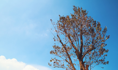 tree with bright sky background in autumnの写真素材