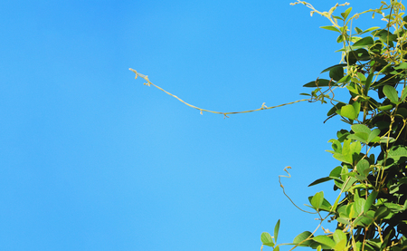 green plant against the blue sky backgroundの写真素材