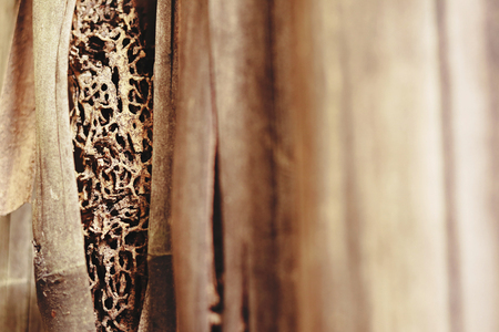 trunk of bamboo with termite nest