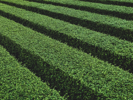 green bush in the gardenの写真素材