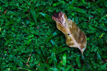 dry leaf on green fresh grassの写真素材