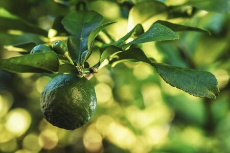 close up green bergamot on treeの写真素材